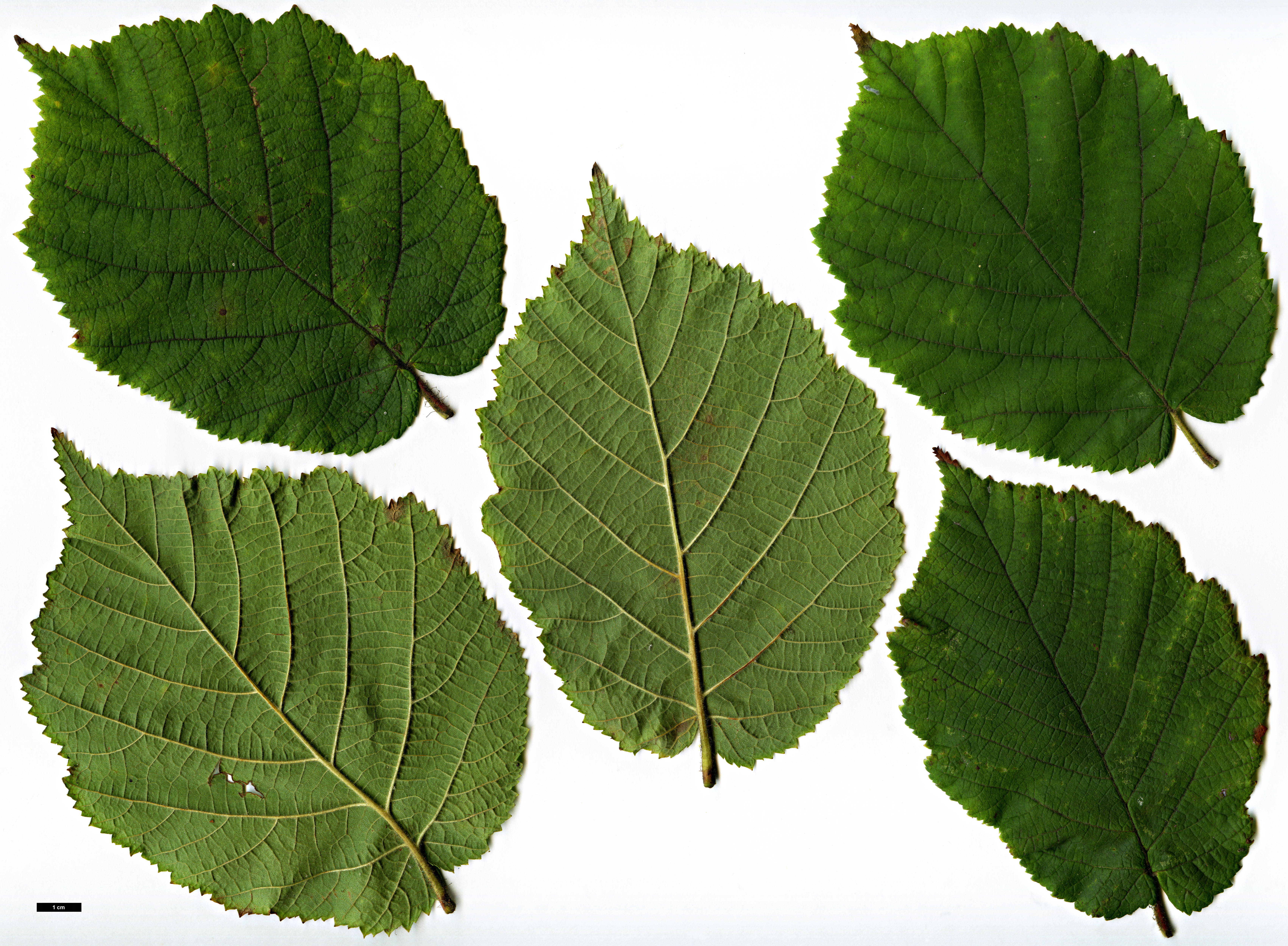High resolution image: Family: Betulaceae - Genus: Corylus - Taxon: heterophylla - SpeciesSub: var. sutchensis